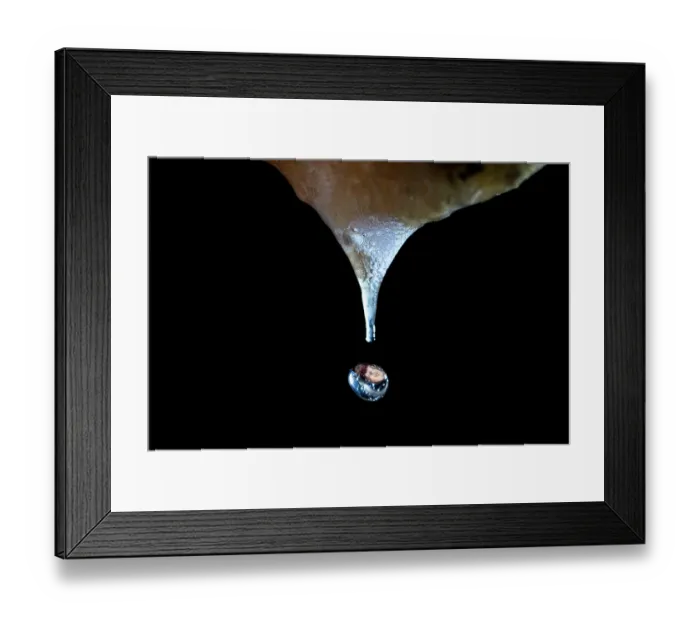 Framed Print : Forest green tree frog (Zhangixalus arboreus) tadpole dropping from a sponge-like egg mass suspended in forest canopy Framed Print : Forest green tree frog (Zhangixalus arboreus) tadpole dropping from a sponge-like egg mass suspended in forest canopy