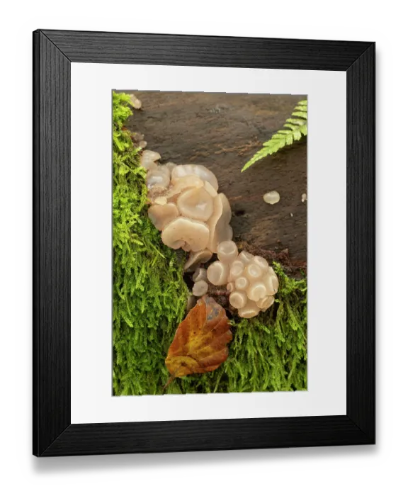 Framed Print : Beech jellydisc fungus (Neobulgaria pura) growing on Beech log, Surrey, England, UK. October Framed Print : Beech jellydisc fungus (Neobulgaria pura) growing on Beech log, Surrey, England, UK. October