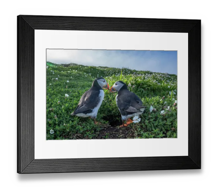 Framed Print : Atlantic puffins (Fratercula arctica) pair, courtship behaviour outside nest burrow, The Wick, Skomer Island, Pembrokeshire, Wales, UK. April Framed Print : Atlantic puffins (Fratercula arctica) pair, courtship behaviour outside nest burrow, The Wick, Skomer Island, Pembrokeshire, Wales, UK. April