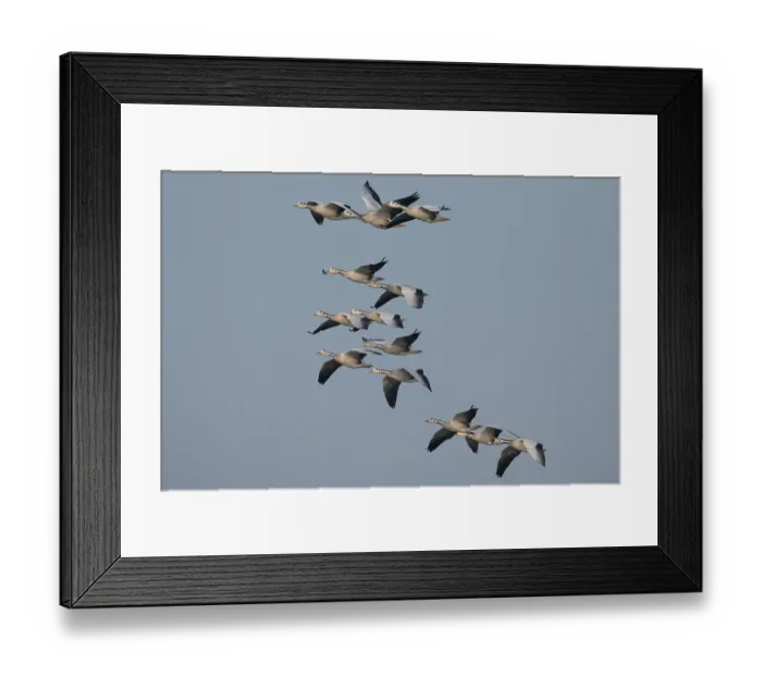 Framed Print : RF - Bar-headed geese (Anser indicus) flock in flight, Chambal river, Dholpur, Rajastahn, India. (This image may be licensed either as rights managed or royalty free.) Framed Print : RF - Bar-headed geese (Anser indicus) flock in flight, Chambal river, Dholpur, Rajastahn, India. (This image may be licensed either as rights managed or royalty free.)