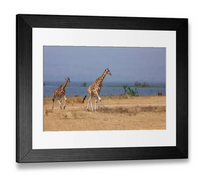 Framed Print : Two Rothschild's giraffes (Giraffa camelopardalis rothschildi) walking over dry grassland with lake behind, Lake Albert, Uganda Framed Print : Two Rothschild's giraffes (Giraffa camelopardalis rothschildi) walking over dry grassland with lake behind, Lake Albert, Uganda