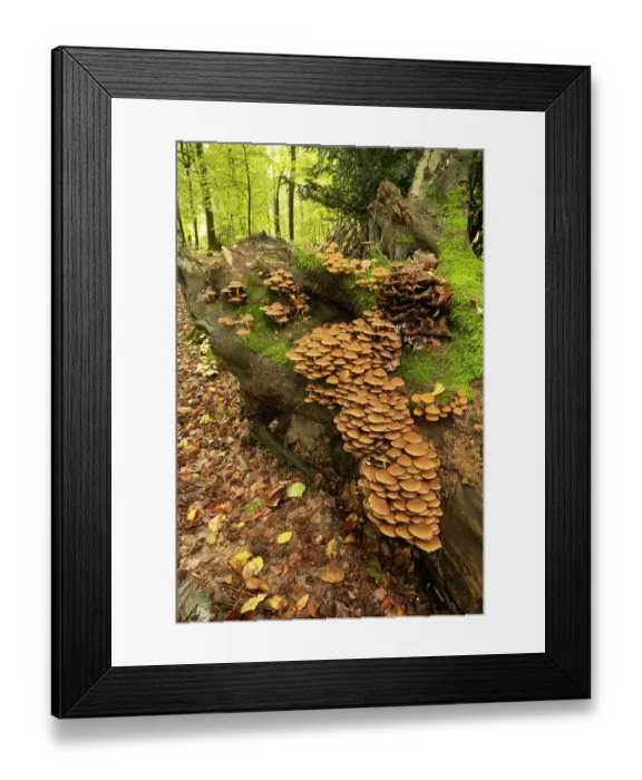 Framed Print : Common stump brittlestem (Psathyrella piluliformis) growing on rotting stump in forest, Surrey, England, UK. October Framed Print : Common stump brittlestem (Psathyrella piluliformis) growing on rotting stump in forest, Surrey, England, UK. October