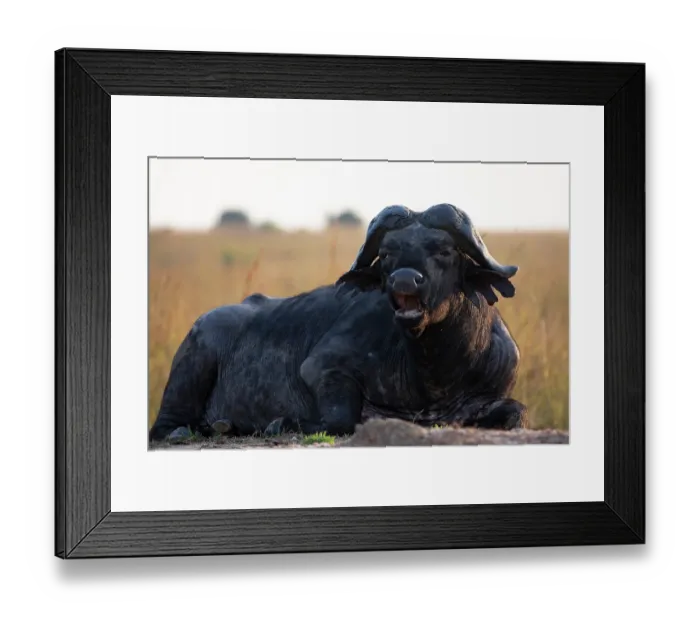 Framed Print : Cape buffalo (Syncerus caffer caffer) resting on ground, calling, Uganda Framed Print : Cape buffalo (Syncerus caffer caffer) resting on ground, calling, Uganda