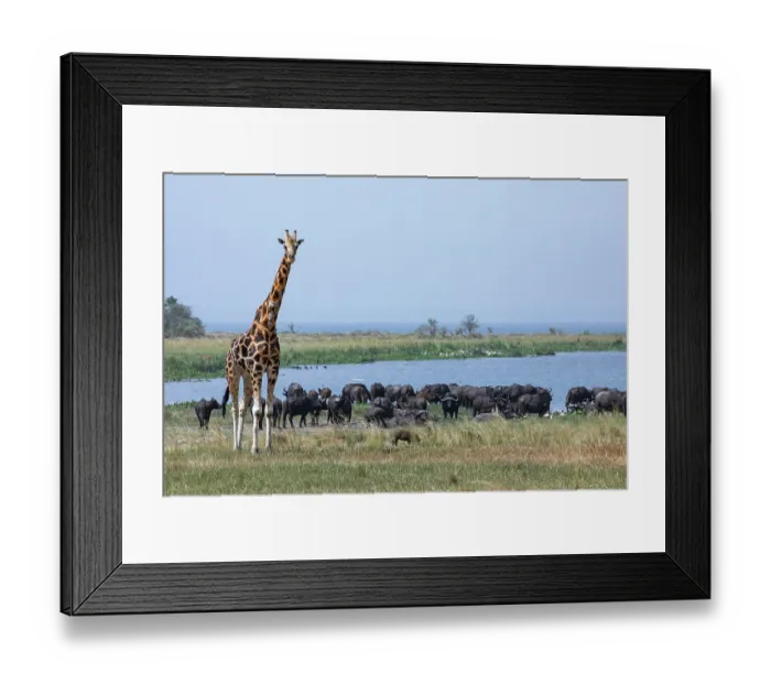 Framed Print : Rothschild's giraffe (Giraffa camelopardalis rothschildi) standing on grassland with herd of Cape buffalo (Syncerus caffer caffer) behind, Lake Albert, Uganda Framed Print : Rothschild's giraffe (Giraffa camelopardalis rothschildi) standing on grassland with herd of Cape buffalo (Syncerus caffer caffer) behind, Lake Albert, Uganda