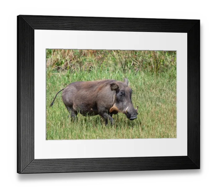 Framed Print : Warthog (Phacochoerus africanus) portrait, Uganda Framed Print : Warthog (Phacochoerus africanus) portrait, Uganda