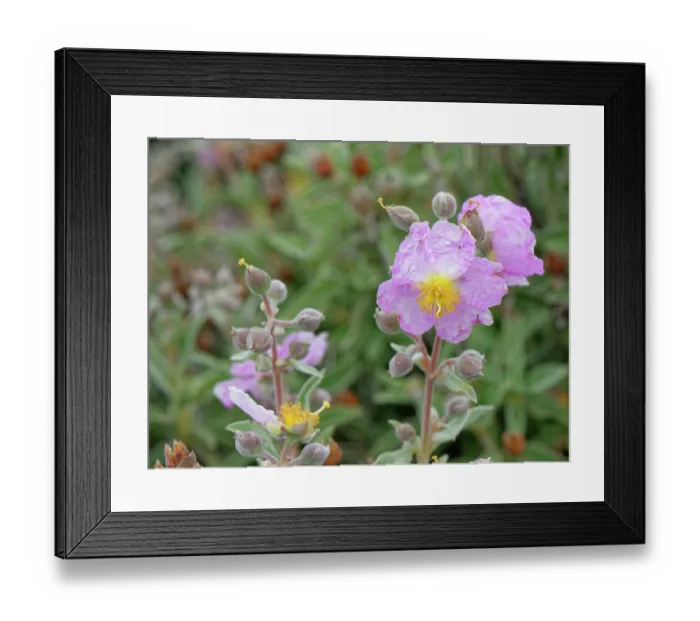 Framed Print : RF - Pine forest cistus (Cistus symphytifolius) flowering in El Portillo Botanical Garden, Teide National Park, Tenerife, Canary Islands. May Framed Print : RF - Pine forest cistus (Cistus symphytifolius) flowering in El Portillo Botanical Garden, Teide National Park, Tenerife, Canary Islands. May