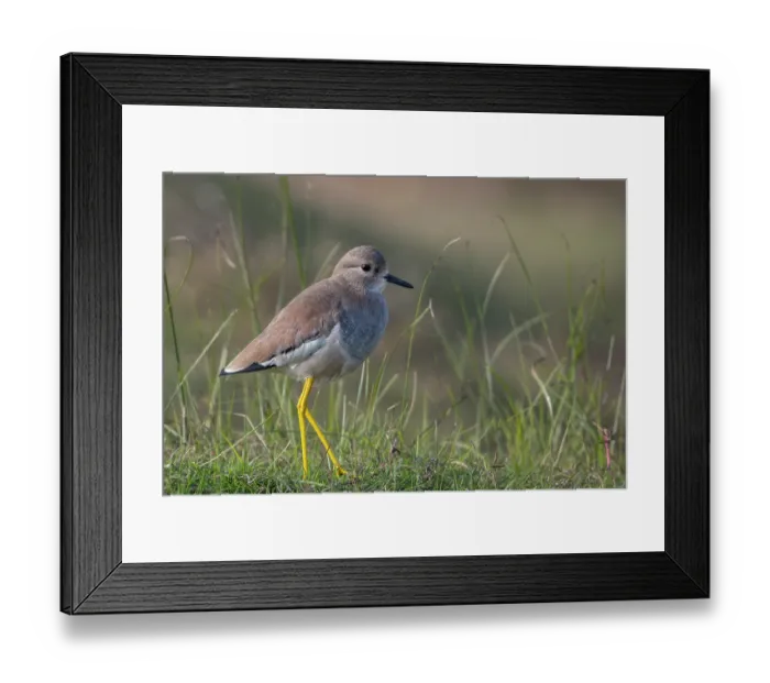Framed Print : RF - White-tailed lapwing (Vanellus leucurus) portrait, Pachgaon, near Dholpur, Rajasthan, India. (This image may be licensed either as rights managed or royalty free.) Framed Print : RF - White-tailed lapwing (Vanellus leucurus) portrait, Pachgaon, near Dholpur, Rajasthan, India. (This image may be licensed either as rights managed or royalty free.)