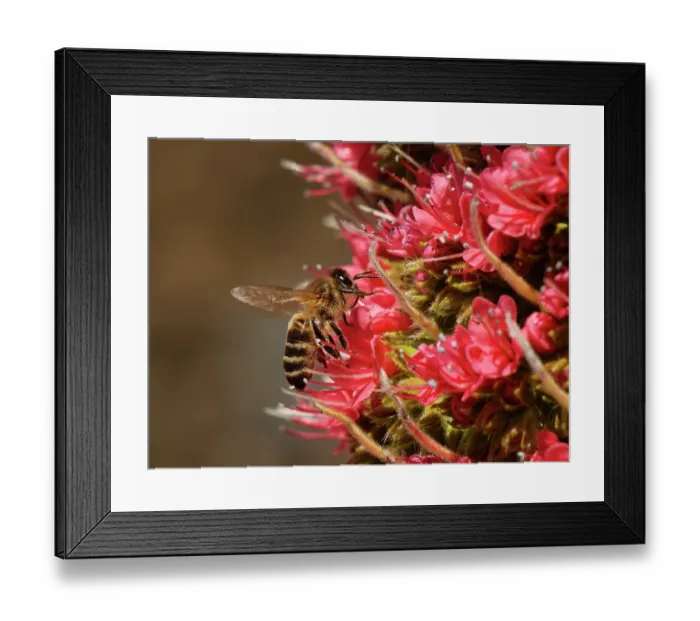Framed Print : RF - Honey bee (Apis mellifera) nectaring from Mount Teide bugloss (Echium wildpretii) flowers, Teide National Park, Tenerife, Canary Islands, May Framed Print : RF - Honey bee (Apis mellifera) nectaring from Mount Teide bugloss (Echium wildpretii) flowers, Teide National Park, Tenerife, Canary Islands, May