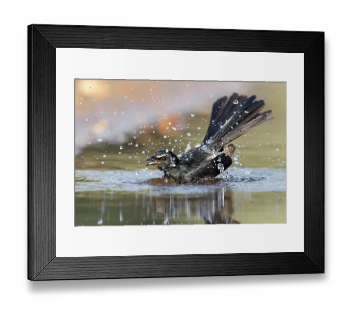 Framed Print : Willie wagtail (Rhipidura leucophrys) bathing on a hot day, Fergusson River basin, Northern Territory, Australia Framed Print : Willie wagtail (Rhipidura leucophrys) bathing on a hot day, Fergusson River basin, Northern Territory, Australia