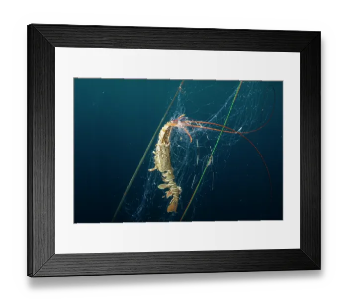 Framed Print : Mud spiny lobster (Panulirus polyphagus) entangled in bottom-set gill net being hauled in by a fishing boat, Myeik Archipelago, Tanintharyi Region Framed Print : Mud spiny lobster (Panulirus polyphagus) entangled in bottom-set gill net being hauled in by a fishing boat, Myeik Archipelago, Tanintharyi Region