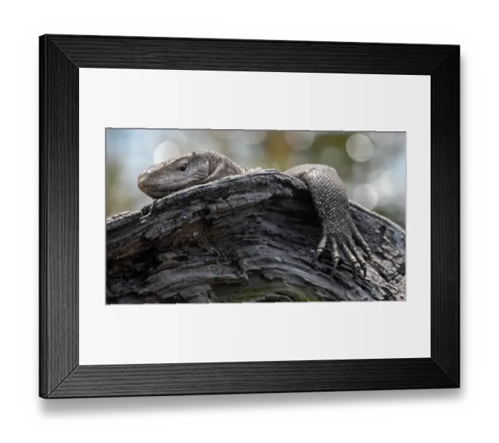 Framed Print : Common Indian monitor (Varanus bengalensis) resting on a branch, Keoladeo Ghana National Park, Bharatpur, Rajasthan, India Framed Print : Common Indian monitor (Varanus bengalensis) resting on a branch, Keoladeo Ghana National Park, Bharatpur, Rajasthan, India