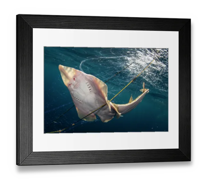 Framed Print : Ranong guitarfish (Rhinobatos ranongensis) caught in a bottom-set gill net in the offshore region of the Myeik Archipelago, Tanintharyi Region, Myanmar, Andaman Sea Framed Print : Ranong guitarfish (Rhinobatos ranongensis) caught in a bottom-set gill net in the offshore region of the Myeik Archipelago, Tanintharyi Region, Myanmar, Andaman Sea
