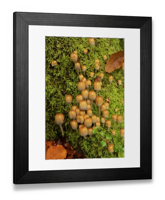 Framed Print : Glistening inkcap (Coprinellus micaceus) growing on Beech stump, Surrey, England, UK. November Framed Print : Glistening inkcap (Coprinellus micaceus) growing on Beech stump, Surrey, England, UK. November