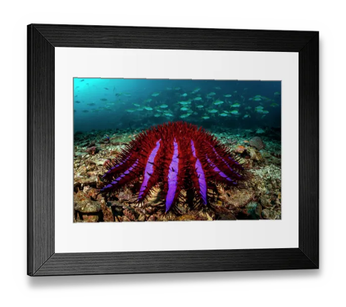 Framed Print : Crown-of-thorns starfish (Acanthaster planci) on the seabed with school of Yellowback fusiliers (Caesio xanthonota) in background, Myeik Archipelago, Tanintharyi Region Framed Print : Crown-of-thorns starfish (Acanthaster planci) on the seabed with school of Yellowback fusiliers (Caesio xanthonota) in background, Myeik Archipelago, Tanintharyi Region