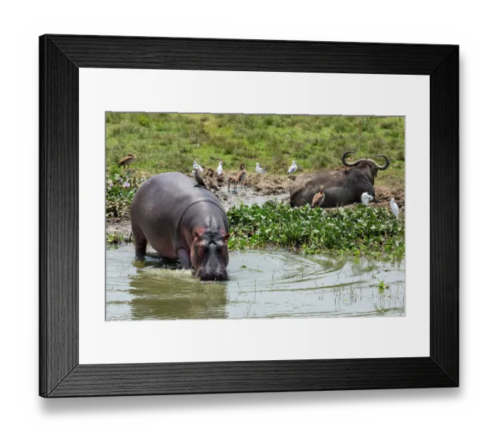 Framed Print : Hippopotamus (Hippopotamus amphibius) drinking along banks of River Nile with Cape buffalo (Syncerus caffer caffer) resting behind, Queen Elizabeth National Park, Uganda Framed Print : Hippopotamus (Hippopotamus amphibius) drinking along banks of River Nile with Cape buffalo (Syncerus caffer caffer) resting behind, Queen Elizabeth National Park, Uganda