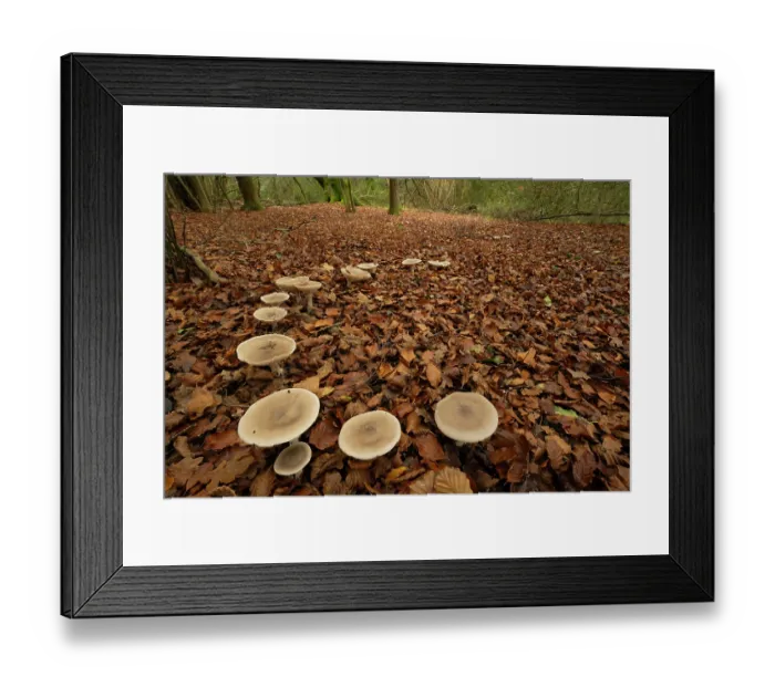 Framed Print : Trooping funnel (Infundibulicybe geotropa) growing in partial ring through fallen autumn leaves under Beech (Fagus sp.) trees, Ebernoe, Sussex, England, UK Framed Print : Trooping funnel (Infundibulicybe geotropa) growing in partial ring through fallen autumn leaves under Beech (Fagus sp.) trees, Ebernoe, Sussex, England, UK