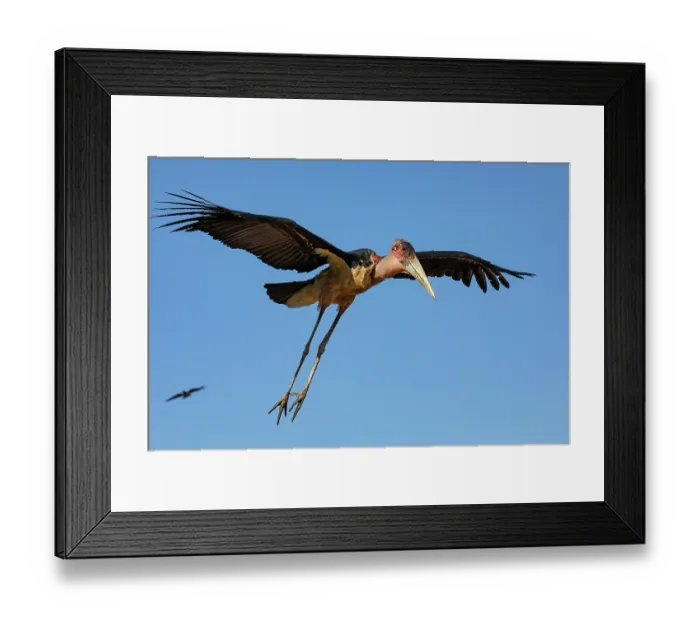 Framed Print : RF - Marabou stork (Leptoptilos crumenifer) in flight, Lake Victoria, Uganda. (This image may be licensed either as rights managed or royalty free.) Framed Print : RF - Marabou stork (Leptoptilos crumenifer) in flight, Lake Victoria, Uganda. (This image may be licensed either as rights managed or royalty free.)