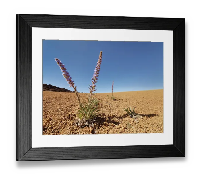 Framed Print : RF - Blue bugloss (Echium auberianum), a rare high mountain bugloss endemic to Tenerife, flowering among volcanic ash above 2300m in Las Canadas caldera below Mount Teide Framed Print : RF - Blue bugloss (Echium auberianum), a rare high mountain bugloss endemic to Tenerife, flowering among volcanic ash above 2300m in Las Canadas caldera below Mount Teide
