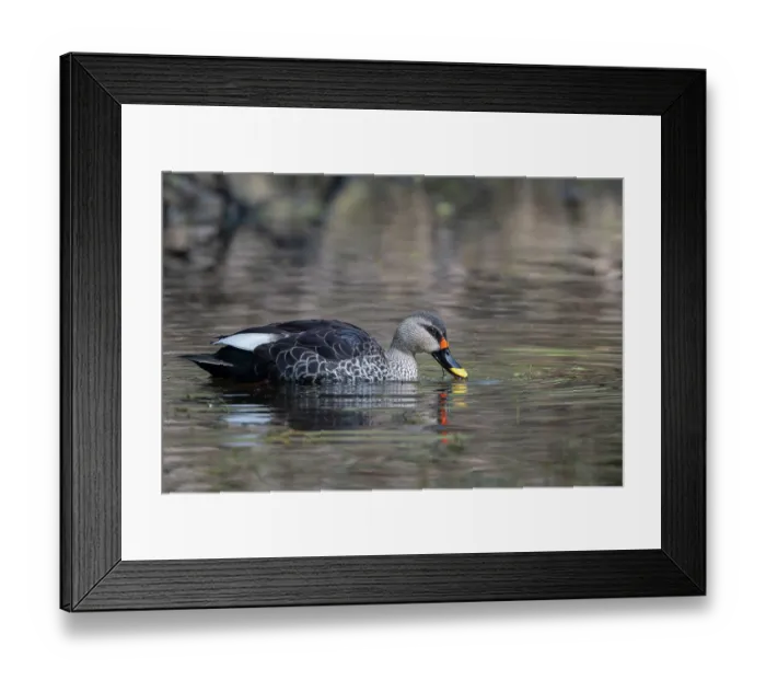 Framed Print : Spot-billed duck (Anas poecilorhyncha) on water, Keoladeo Ghana National Park, Bharatpur, Rajasthan, India Framed Print : Spot-billed duck (Anas poecilorhyncha) on water, Keoladeo Ghana National Park, Bharatpur, Rajasthan, India