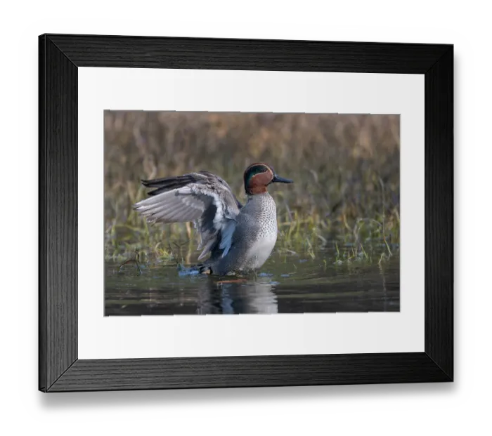 Framed Print : Common teal (Anas crecca) male, shaking wings after bathing, Keoladeo Ghana National Park, Bharatpur, Rajasthan, India Framed Print : Common teal (Anas crecca) male, shaking wings after bathing, Keoladeo Ghana National Park, Bharatpur, Rajasthan, India