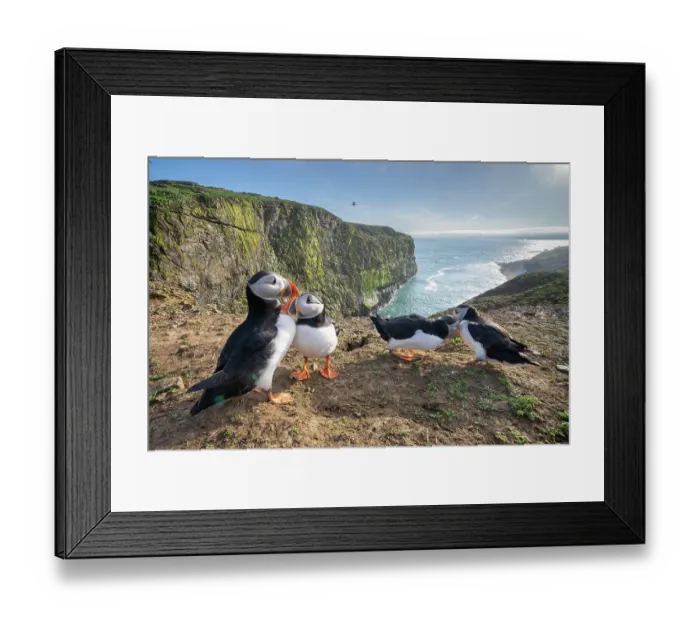 Framed Print : Atlantic puffins (Fratercula arctica) two pairs perched on clifftop, courtship behaviour, The Wick, Skomer Island, Pembrokeshire, Wales, UK. April Framed Print : Atlantic puffins (Fratercula arctica) two pairs perched on clifftop, courtship behaviour, The Wick, Skomer Island, Pembrokeshire, Wales, UK. April
