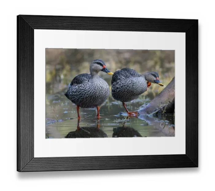 Framed Print : Two Spot-billed ducks (Anas poecilorhyncha) standing in shallow water, Keoladeo Ghana National Park, Bharatpur, Rajasthan, India Framed Print : Two Spot-billed ducks (Anas poecilorhyncha) standing in shallow water, Keoladeo Ghana National Park, Bharatpur, Rajasthan, India