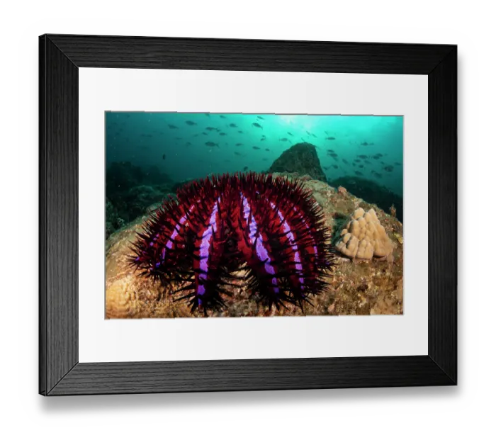 Framed Print : RF - Crown-of-thorns starfish (Acanthaster planci) feeding on coral on a reef, Myeik Archipelago, Tanintharyi Region, Republic of the Union of Myanmar, Andaman Sea Framed Print : RF - Crown-of-thorns starfish (Acanthaster planci) feeding on coral on a reef, Myeik Archipelago, Tanintharyi Region, Republic of the Union of Myanmar, Andaman Sea