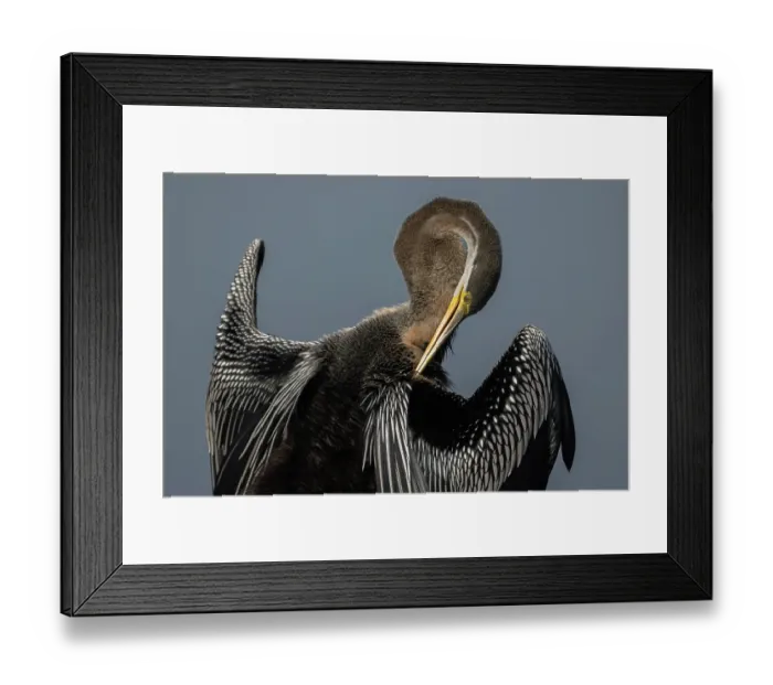 Framed Print : Darter (Anhinga melanogaster) preening, Keoladeo Ghana National Park, Bharatpur, Rajasthan, India Framed Print : Darter (Anhinga melanogaster) preening, Keoladeo Ghana National Park, Bharatpur, Rajasthan, India