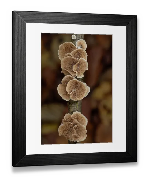 Framed Print : Variable oysterling (Crepidotus variabilis) fungi, underside of caps showing gills on Beech (Fagus sp.) twig, Surrey, England, UK. November Framed Print : Variable oysterling (Crepidotus variabilis) fungi, underside of caps showing gills on Beech (Fagus sp.) twig, Surrey, England, UK. November