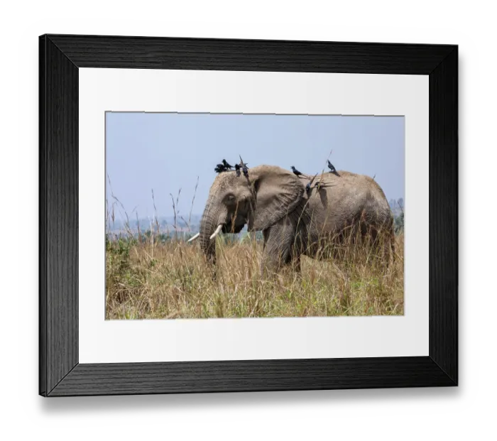 Framed Print : African elephant (Loxodonta africana) standing in long grass with flock of Piapiacs (Ptilostomus afer) perched on its head and back, Uganda. Endangered Framed Print : African elephant (Loxodonta africana) standing in long grass with flock of Piapiacs (Ptilostomus afer) perched on its head and back, Uganda. Endangered
