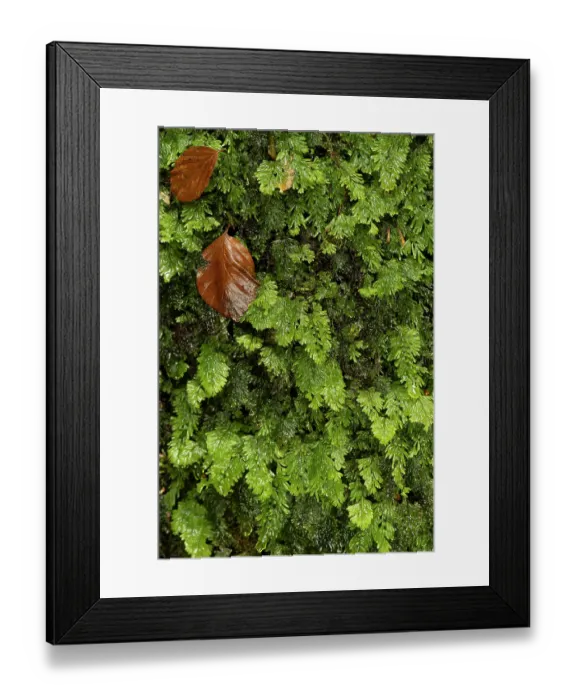Framed Print : Tunbridge filmy fern (Hymenophyllum tunbrigense) wet with fallen Beech leaves on it, Golitha Falls, Liskeard, Cornwall, England, UK. November Framed Print : Tunbridge filmy fern (Hymenophyllum tunbrigense) wet with fallen Beech leaves on it, Golitha Falls, Liskeard, Cornwall, England, UK. November