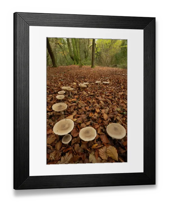 Framed Print : Trooping funnel (Infundibulicybe geotropa) growing in partial ring through fallen autumn leaves under Beech trees (Fagus sp.), Ebernoe, Sussex, England, UK. November Framed Print : Trooping funnel (Infundibulicybe geotropa) growing in partial ring through fallen autumn leaves under Beech trees (Fagus sp.), Ebernoe, Sussex, England, UK. November