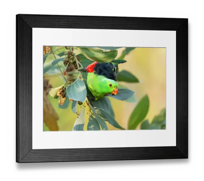 Framed Print : Red-winged parrot (Aprosmictus erythropterus) male feeding on seed pods of a Clubleaf wattle (Acacia hemignosta), Adelaide River Hills, Northern Territory, Australia Framed Print : Red-winged parrot (Aprosmictus erythropterus) male feeding on seed pods of a Clubleaf wattle (Acacia hemignosta), Adelaide River Hills, Northern Territory, Australia