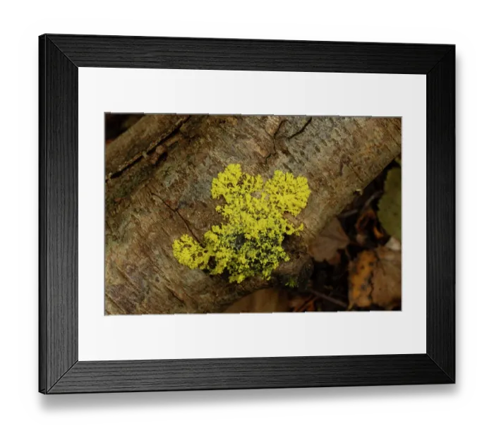 Framed Print : Slime mould (Physarum cinereum) growing on wet Birch log (Betula sp.), Surrey, England, UK. September Framed Print : Slime mould (Physarum cinereum) growing on wet Birch log (Betula sp.), Surrey, England, UK. September