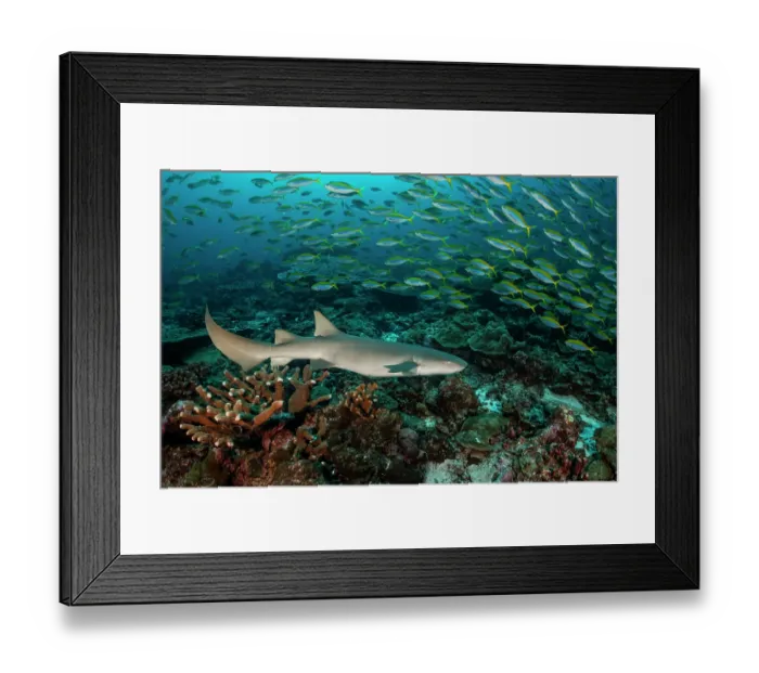 Framed Print : Tawny nurse shark (Nebrius ferrugineus) swimming along the reef with a large school of Yellowback fusiliers (Caesio xanthonota) feeding on plankton in the water column Framed Print : Tawny nurse shark (Nebrius ferrugineus) swimming along the reef with a large school of Yellowback fusiliers (Caesio xanthonota) feeding on plankton in the water column