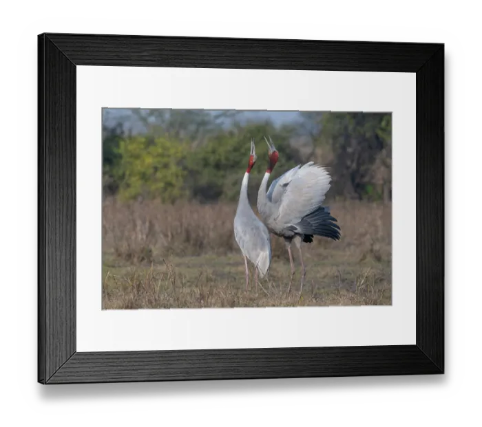 Framed Print : Sarus cranes (Grus antigone) pair, courtship display, male on right, Keoladeo Ghana National Park, Bharatpur, Rajasthan, India Framed Print : Sarus cranes (Grus antigone) pair, courtship display, male on right, Keoladeo Ghana National Park, Bharatpur, Rajasthan, India