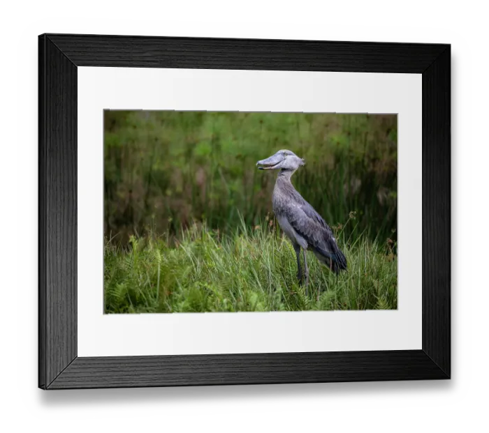 Framed Print : Shoebill (Balaeniceps rex) standing on wetland vegetation, Mabamba swamp, Uganda