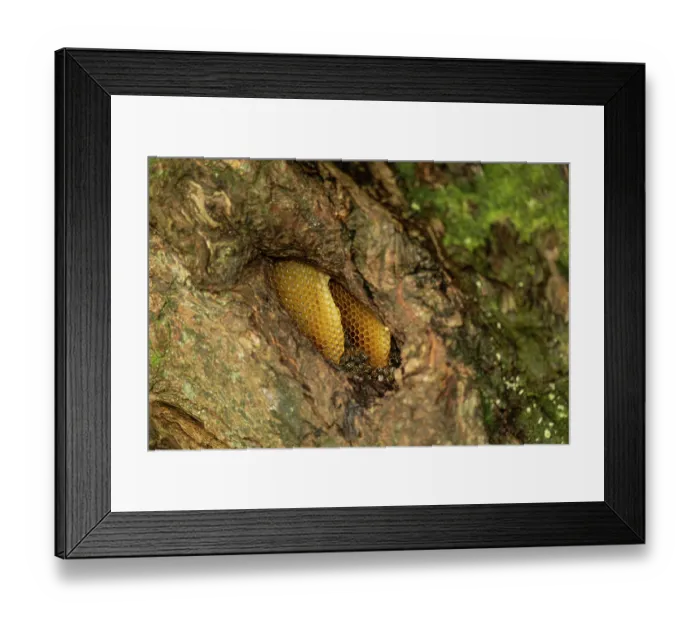 Framed Print : Honey bee (Apis mellifera) nest with workers in tree, Cornwall, England, UK. October Framed Print : Honey bee (Apis mellifera) nest with workers in tree, Cornwall, England, UK. October