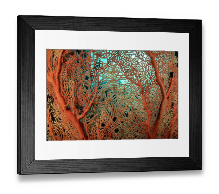 Framed Print : Gorgonian sea fan (Alcyonacea) colony seen against the nutrient-rich, greenish blue water of the Myeik Archipelago, Tanintharyi Region, Republic of the Union of Myanmar Framed Print : Gorgonian sea fan (Alcyonacea) colony seen against the nutrient-rich, greenish blue water of the Myeik Archipelago, Tanintharyi Region, Republic of the Union of Myanmar