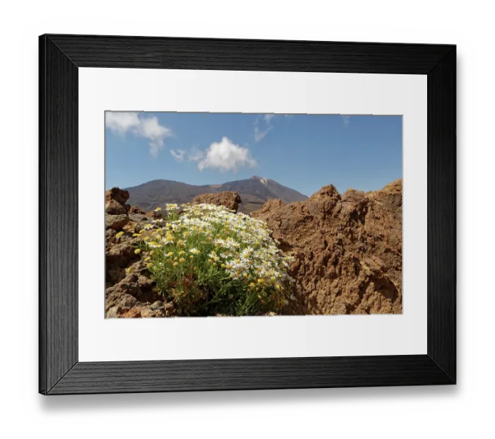 Framed Print : RF - Tenerife daisy (Argyranthemum teneriffae) clump flowering in Las Canadas caldera with Mount Teide in the background, Teide National Park, Tenerife, Canary Islands. May Framed Print : RF - Tenerife daisy (Argyranthemum teneriffae) clump flowering in Las Canadas caldera with Mount Teide in the background, Teide National Park, Tenerife, Canary Islands. May
