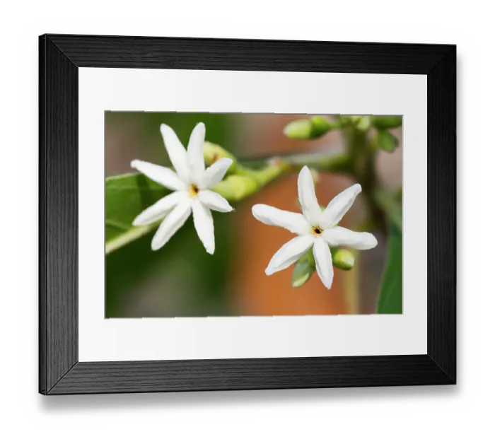 Framed Print : Timon tree (Timonius timon) flowers, Adelaide River Hills, Northern Territory, Australia Framed Print : Timon tree (Timonius timon) flowers, Adelaide River Hills, Northern Territory, Australia
