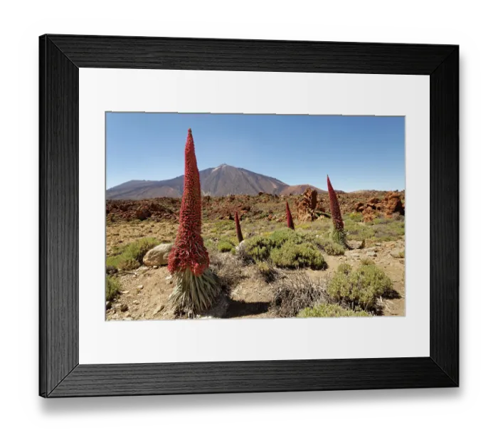 Framed Print : RF - Mount Teide bugloss (Echium wildpretii) flowering in Las Canadas caldera below Mount Teide, Teide National Park, Tenerife, Canary Islands. May Framed Print : RF - Mount Teide bugloss (Echium wildpretii) flowering in Las Canadas caldera below Mount Teide, Teide National Park, Tenerife, Canary Islands. May