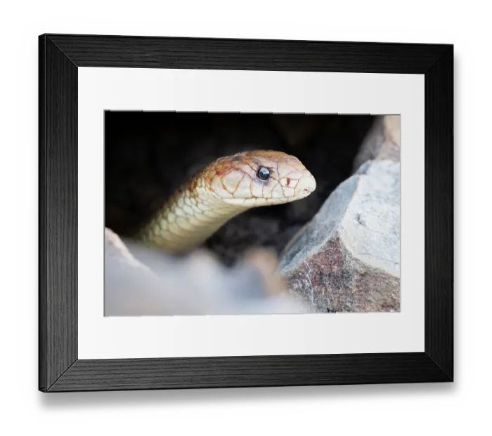 Framed Print : Pygmy mulga (Pseudechis weigeli) peering out of a rock crevice in a sandstone gorge, Adelaide River Hills, Northern Territory, Australia Framed Print : Pygmy mulga (Pseudechis weigeli) peering out of a rock crevice in a sandstone gorge, Adelaide River Hills, Northern Territory, Australia