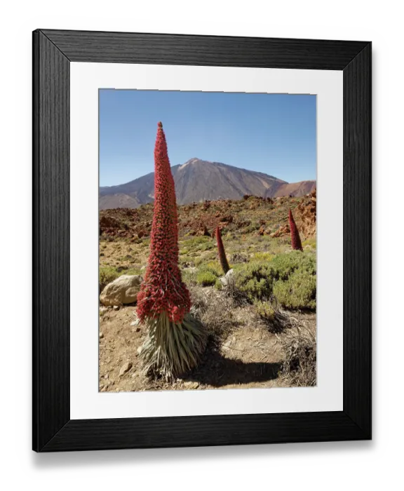 Framed Print : RF - Mount Teide bugloss (Echium wildpretii) flowering in Las Canadas caldera below Mount Teide, Teide National Park, Tenerife, Canary Islands. May Framed Print : RF - Mount Teide bugloss (Echium wildpretii) flowering in Las Canadas caldera below Mount Teide, Teide National Park, Tenerife, Canary Islands. May