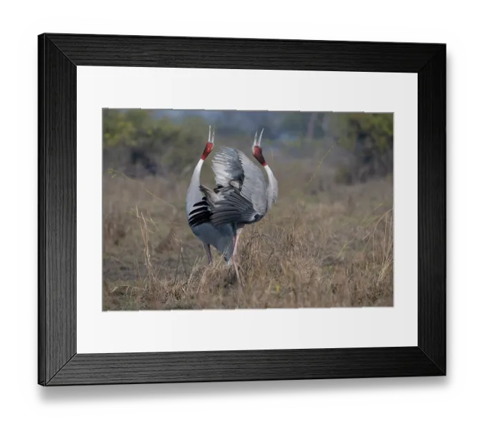 Framed Print : Sarus cranes (Grus antigone) pair, courtship display, male on right, Keoladeo Ghana National Park, Bharatpur, Rajasthan, India Framed Print : Sarus cranes (Grus antigone) pair, courtship display, male on right, Keoladeo Ghana National Park, Bharatpur, Rajasthan, India