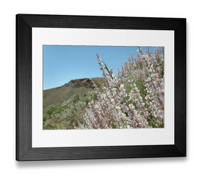 Framed Print : RF - Teide white broom (Spartocytisus supranubius) flowering on a volcanic slope, Teide National Park, Tenerife, Canary Islands. May Framed Print : RF - Teide white broom (Spartocytisus supranubius) flowering on a volcanic slope, Teide National Park, Tenerife, Canary Islands. May