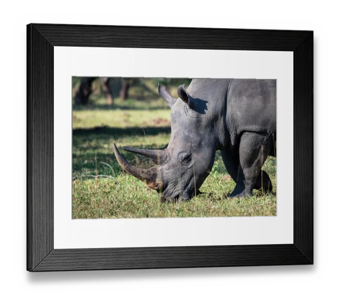Framed Print : Southern white rhinoceros (Ceratotherium simum) grazing,  Ziwa rhino sanctuary, Uganda