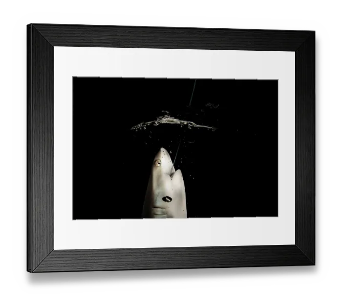 Framed Print : Grey reef shark (Carcharhinus amblyrhynchos) juvenile, at the surface hooked by angler during the night in the open sea at Burma Bank Framed Print : Grey reef shark (Carcharhinus amblyrhynchos) juvenile, at the surface hooked by angler during the night in the open sea at Burma Bank