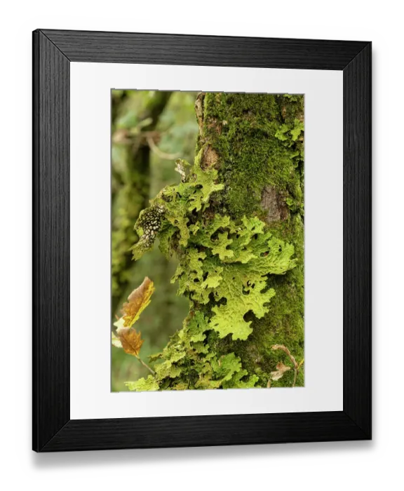 Framed Print : Tree lungwort lichen (Lobaria pulmonaria) growing on tree in temperate rainforest, Dizzard, Cornwall, England, UK. October