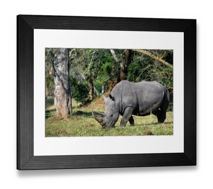 Framed Print : Southern white rhinoceros (Ceratotherium simum) grazing, Ziwa rhino sanctuary, Uganda Framed Print : Southern white rhinoceros (Ceratotherium simum) grazing, Ziwa rhino sanctuary, Uganda